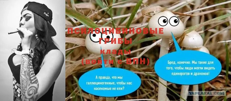 сколько стоит  Курчатов  Галлюциногенные грибы Psilocybe 